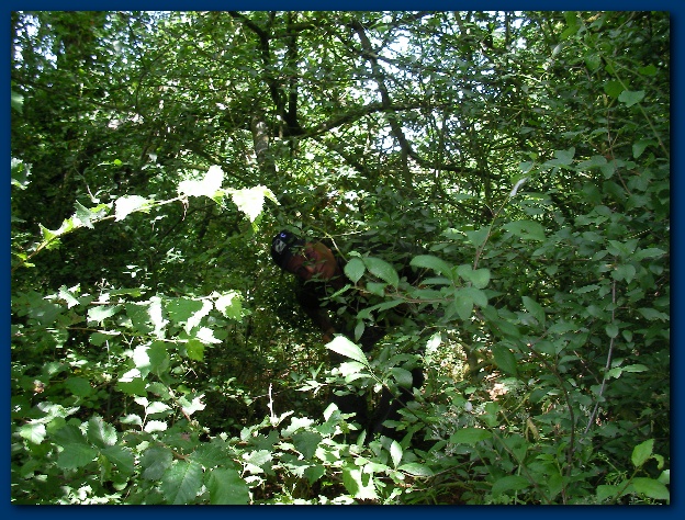 600x449 pixels (227K)